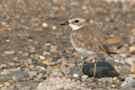 Lesser Plover