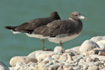 Sooty Gull