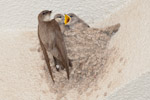 Pale Crag Martin