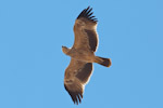 Imperial Eagle