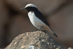 Arabian Wheatear