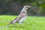 Fieldfare