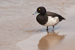 Tufted Duck