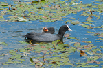 Eurasian Coot