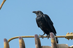 Fan-tailed Raven