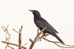 Tristram's Starling
