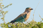 Indian Roller