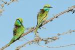 Green Bee-eater