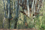Beech forest, Germany