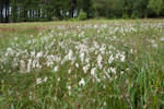 Eriophorum