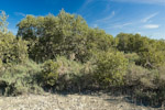 mangrove