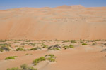 Zygophyllum community, UAE
