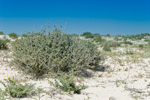 coastal white sands, Abu Dhabi
