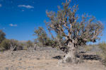 Juniperus 