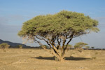 acacia tortilis woodland