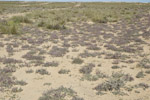 Moltkiopsis community, Kuwait