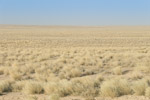 Stipagrostis-Centropodia grassland