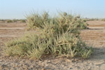 Nitraria community, Kuwait