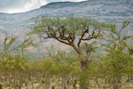 Croton shrubland, Socotra