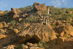 succulent shrubland, Socotra