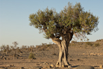 JebelShams