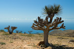 dhofar_dragontree
