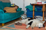 sleeping beauties