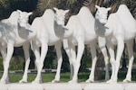 urban camels