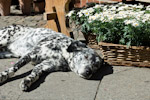 lazy dog