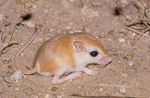 Cheesman's Gerbil
