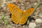 Argynnis paphia