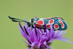 Zygaena carniolica