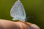 blue1
