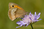 Maniola jurtina