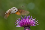Humm Hawkmoth