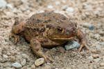 Bufo bufo