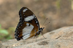 Hypolimnas misippus