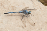 Orthetrum chrysostigma