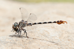 Paragomphus sinaiticus