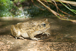 Bufo dhufarensis