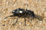 Anthia duodecimguttata