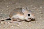 Lesser Jerboa