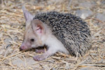 L-e hedgehog