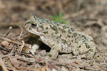 Green Toad