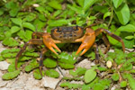 socotra crab