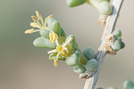 Traganum nudatum