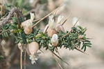 Astragalus spinosus