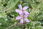 Erodium ciconium