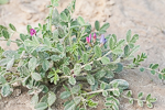 Astragalus annularis