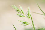 Schismus arabicus